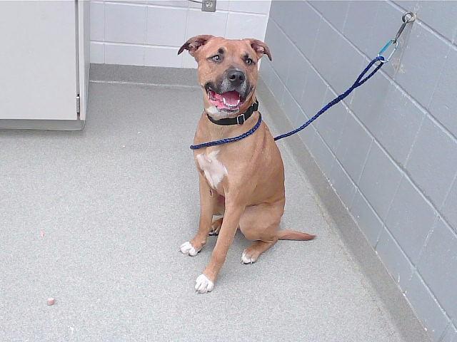 Enlarge ODIN, a Adoptable mixed breed in Omaha, NE image 1/1