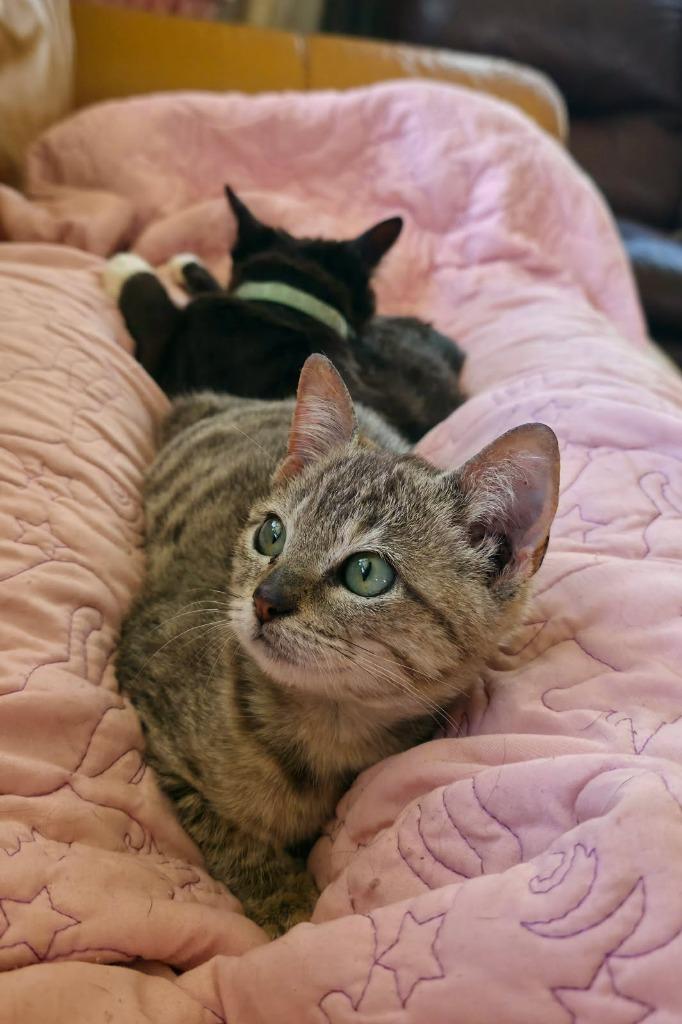 Katydid, Adoptable, Kitten Female Domestic Short Hair.