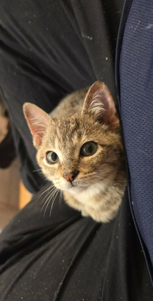 Enlarge Katydid, a Adoptable mixed breed in Richland Hills, TX image 2/2