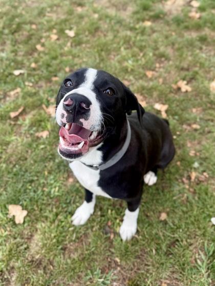 Enlarge Hotdog, a Adoptable Mixed Breed in Roseburg, OR image 1/1