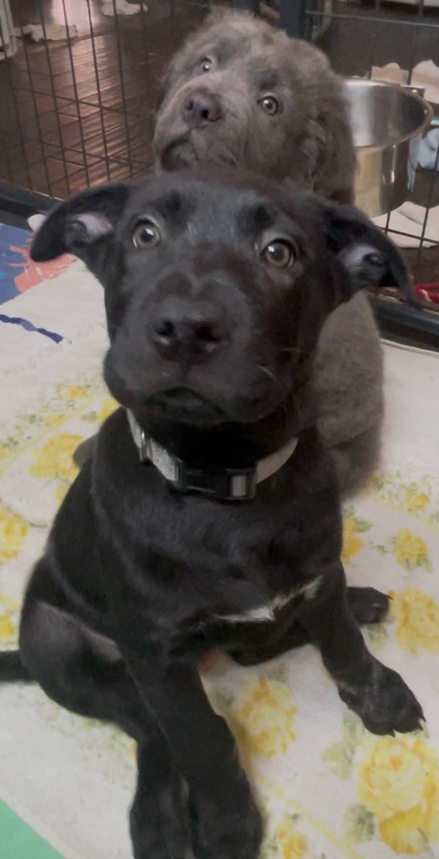 Enlarge FLOWER , a ADOPTABLE mixed breed in Southbridge , MA image 3/6