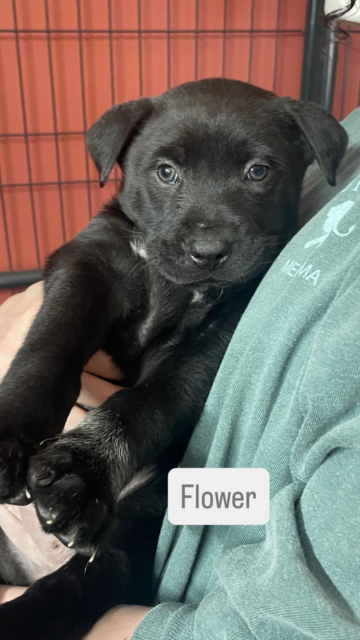 FLOWER , ADOPTABLE, Puppy Female Labrador Retriever & Chow Chow.