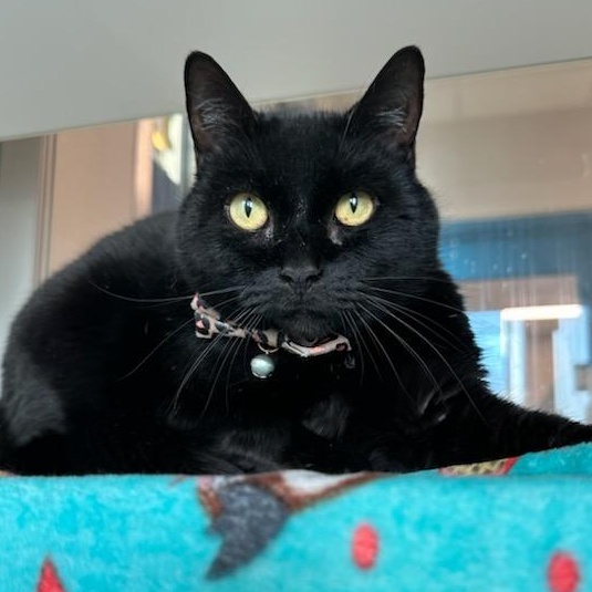 Sweetie (ID 50460/650), ADOPTABLE, Adult Female Domestic Short Hair.