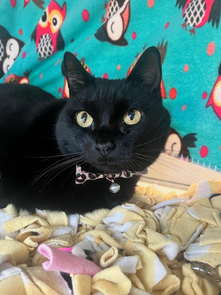 Sweetie (ID 50460/650), a ADOPTABLE Domestic Short Hair in Manassas, VA image 2/2