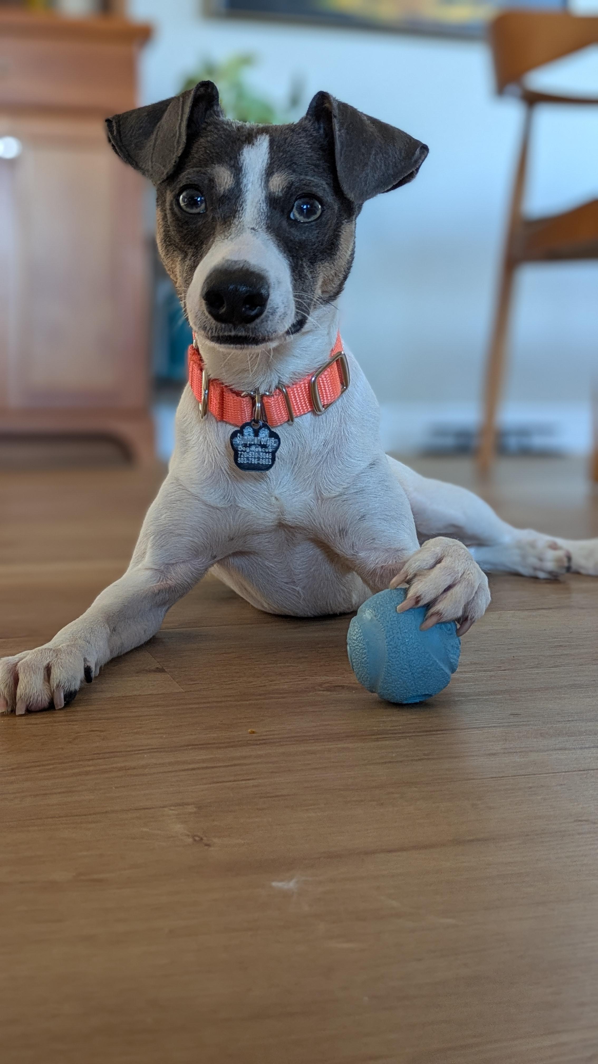 Enlarge Platino, an adopted mixed breed in Portland, OR image 4/6