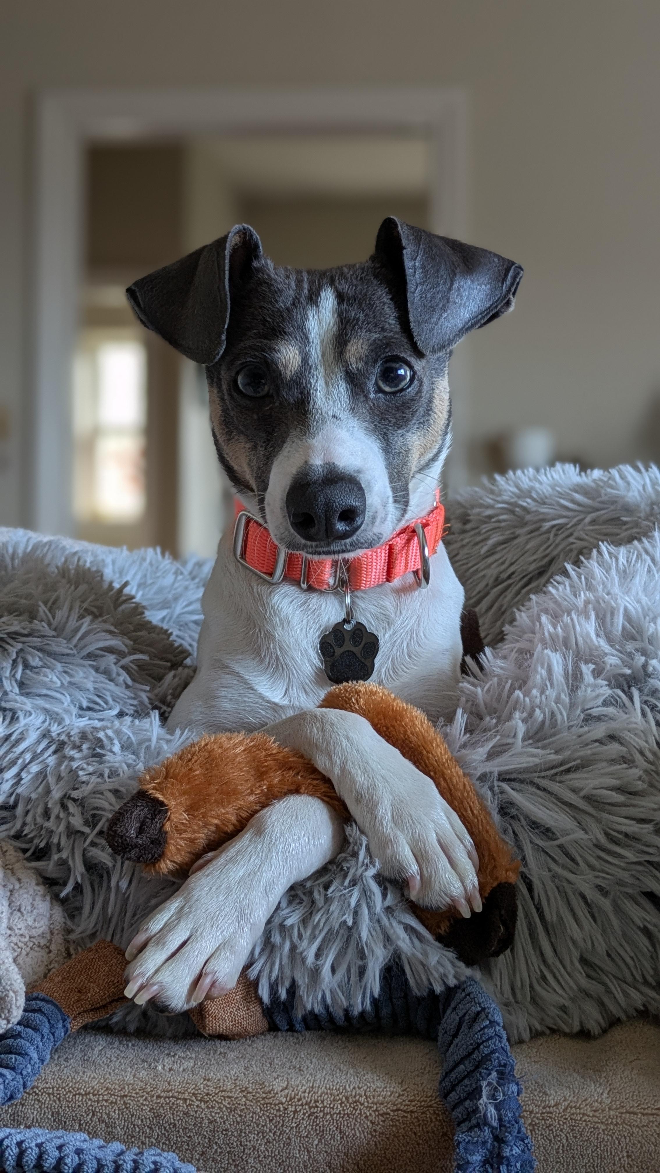 Platino, adopted, Adult Male Italian Greyhound & Jack Russell Terrier.