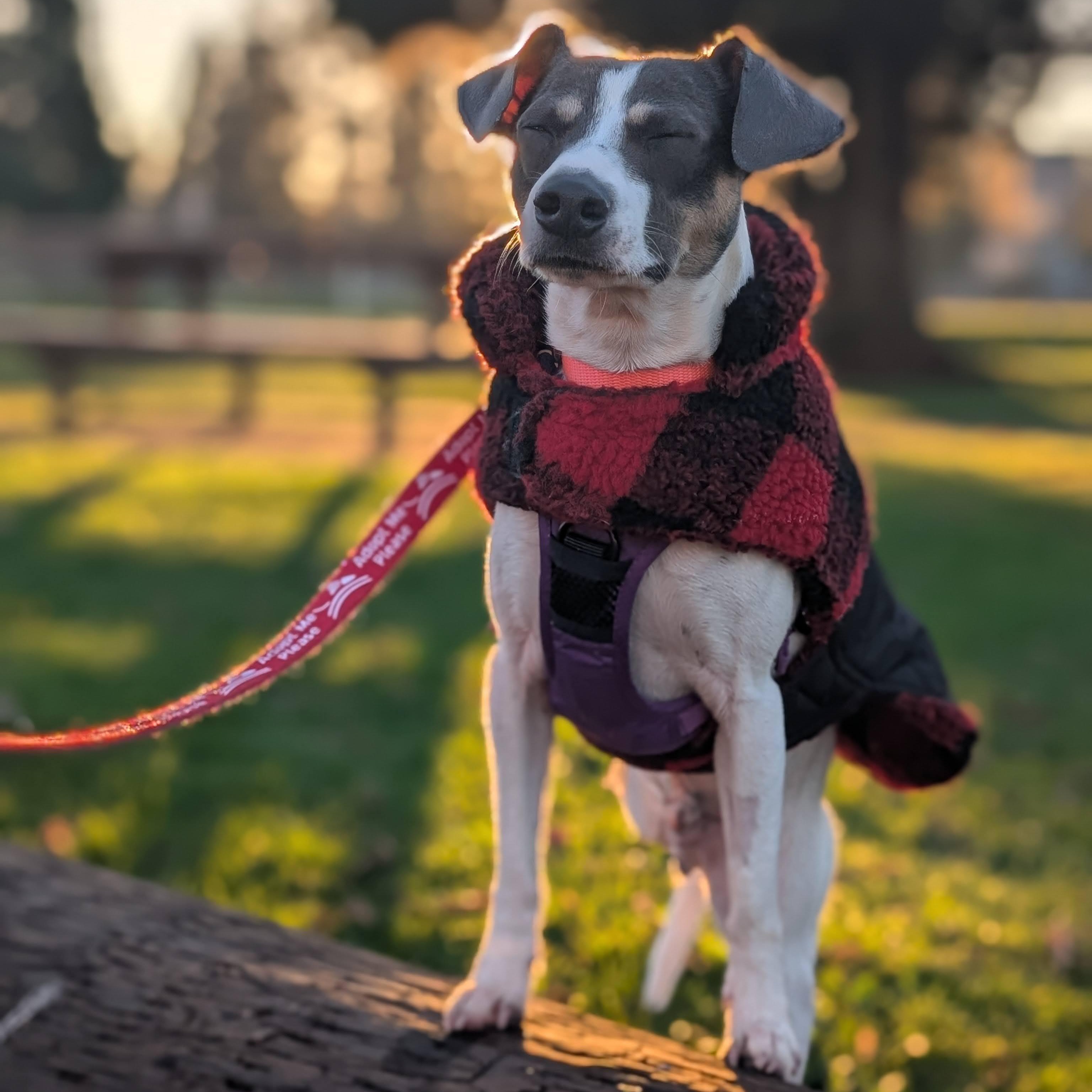 Enlarge Platino, an adopted mixed breed in Portland, OR image 3/6