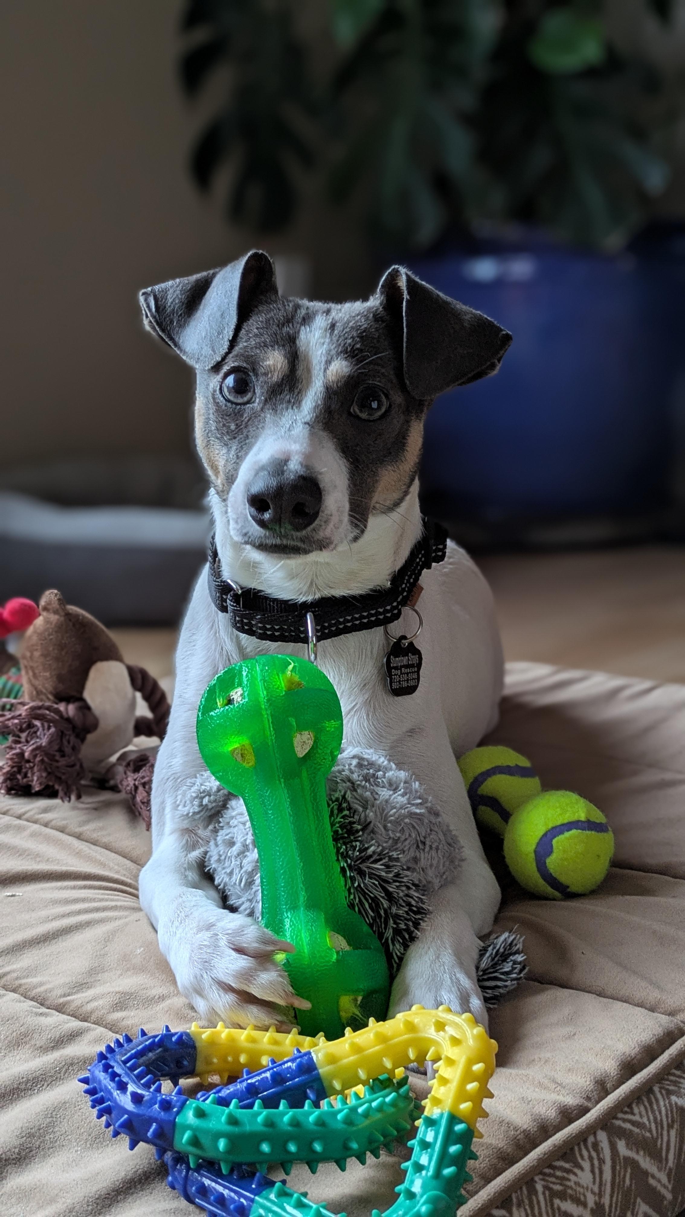 Enlarge Platino, an adopted mixed breed in Portland, OR image 2/6