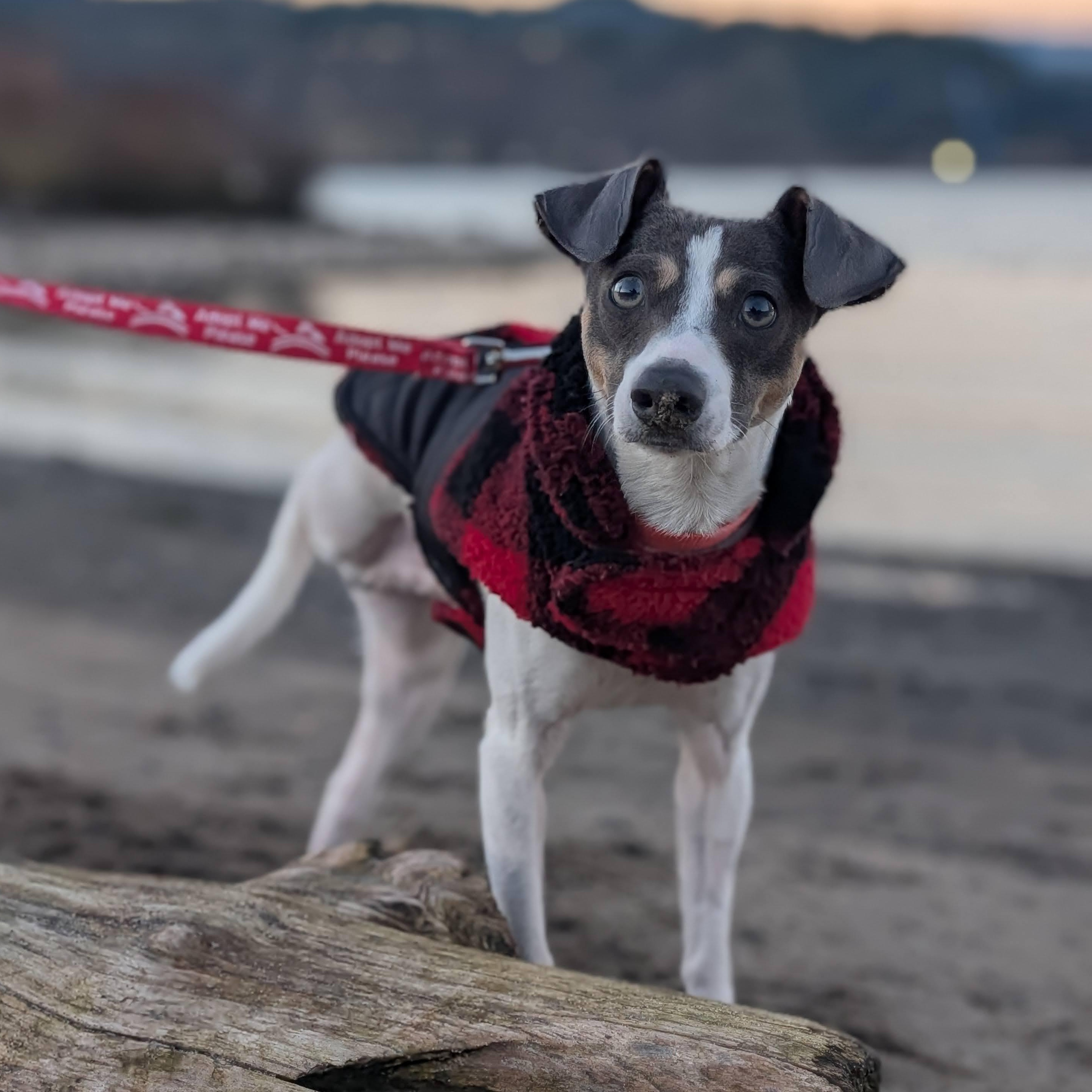 Enlarge Platino, an adopted mixed breed in Portland, OR image 6/6