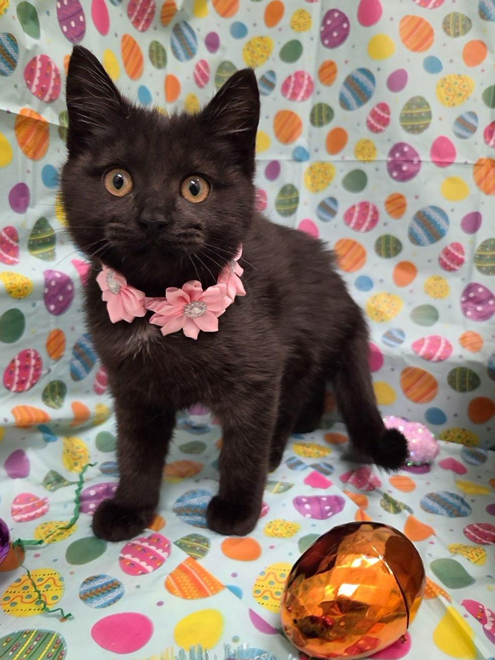 Enlarge North, a Adoptable mixed breed in Attalla, AL image 1/3