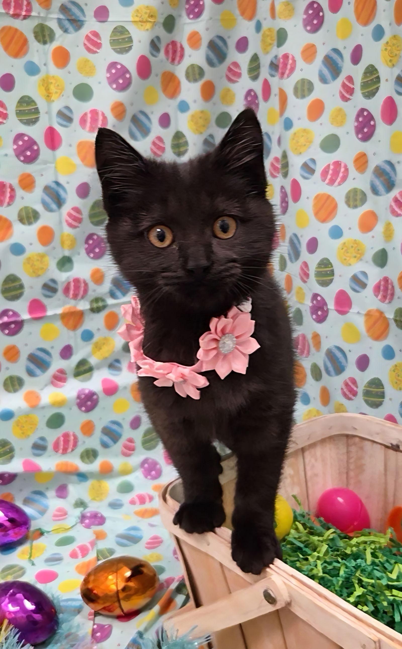 Enlarge North, a Adoptable mixed breed in Attalla, AL image 2/3