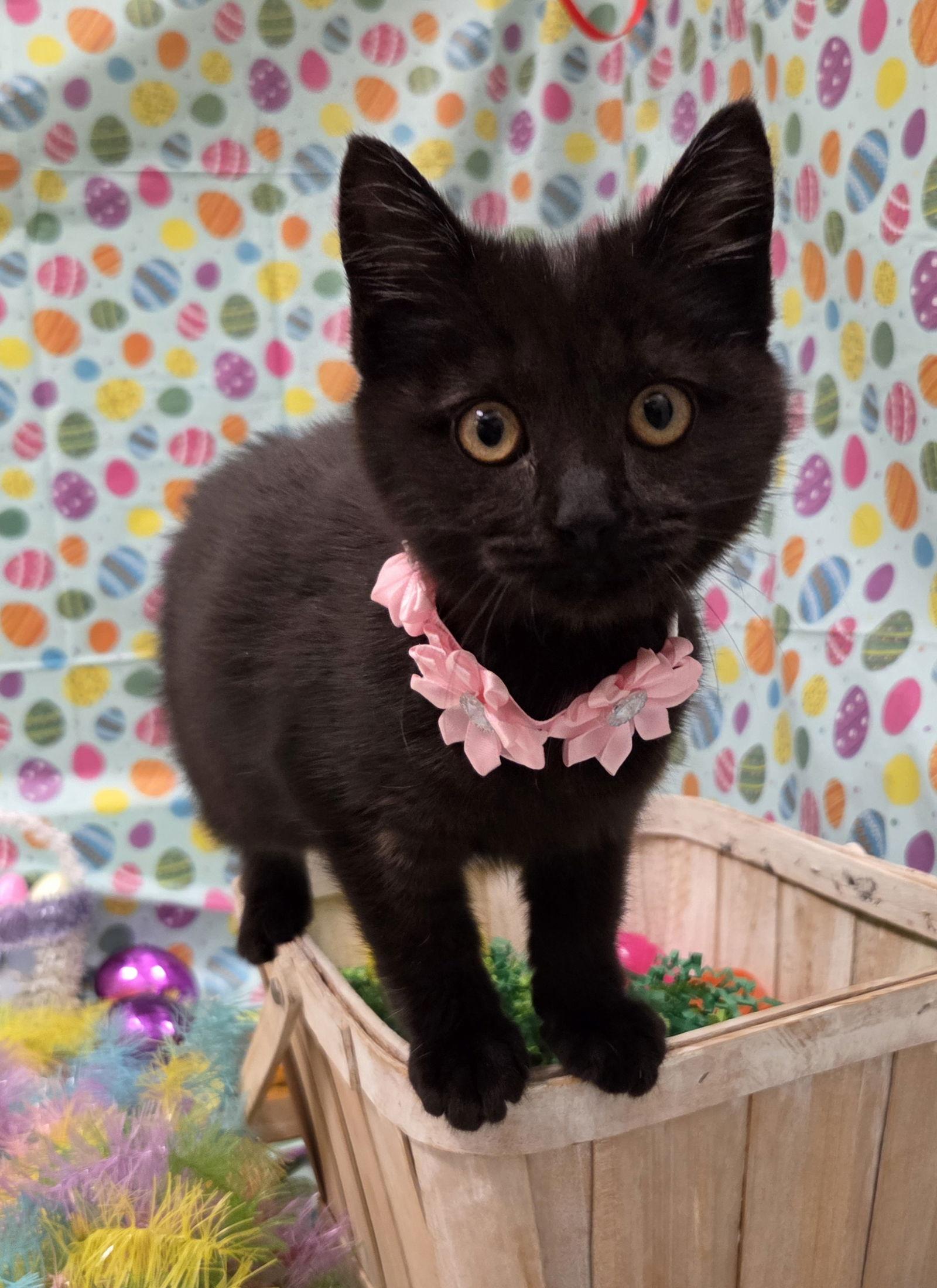 Enlarge North, a Adoptable mixed breed in Attalla, AL image 3/3