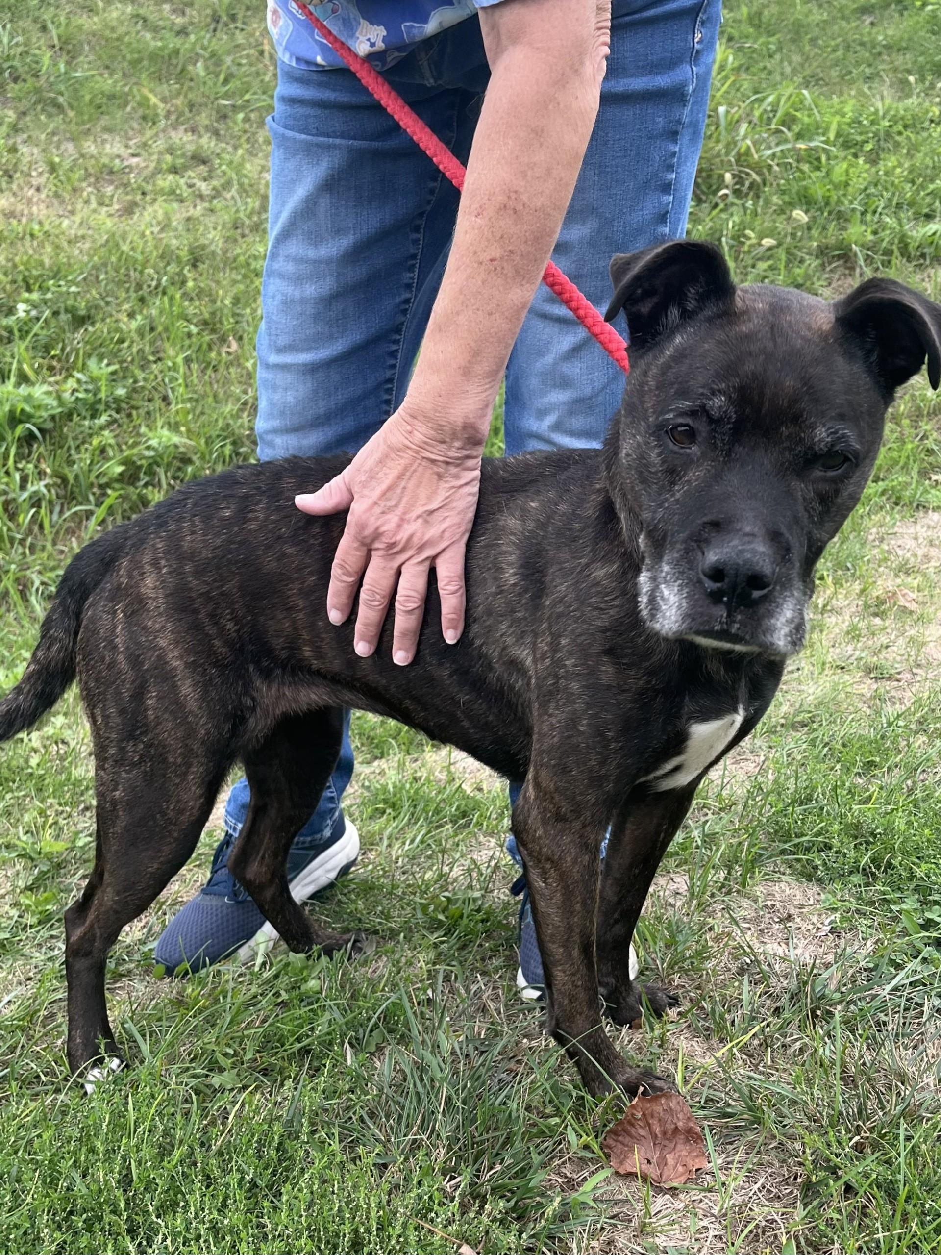 Enlarge Izzy, a Adoptable Pit Bull Terrier in Winchester, VA image 4/4
