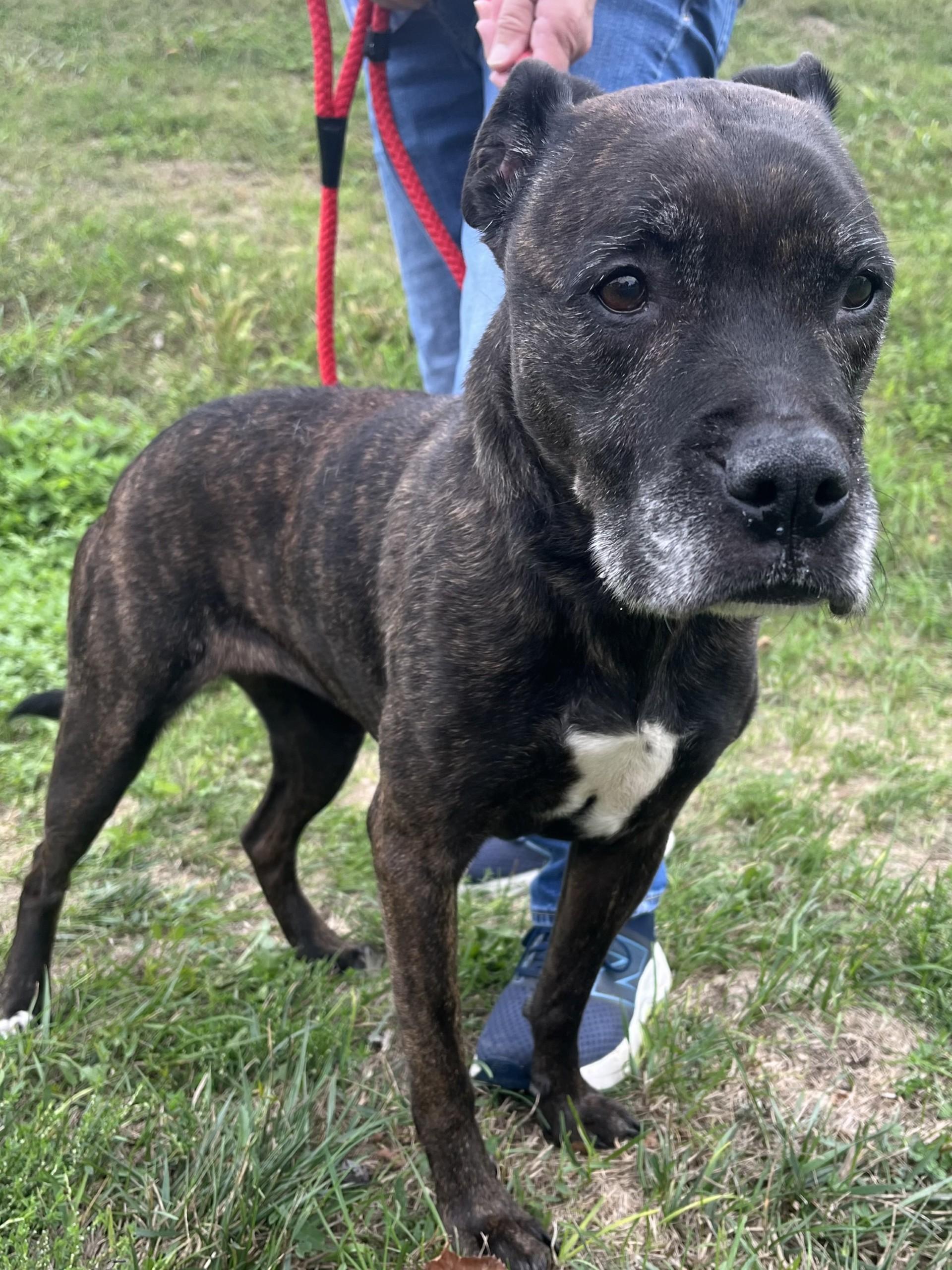 Enlarge Izzy, a Adoptable Pit Bull Terrier in Winchester, VA image 2/4
