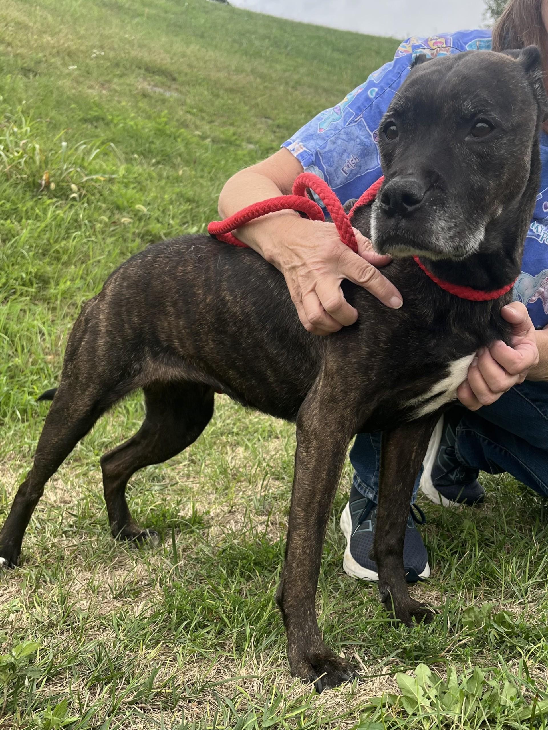 Izzy, Adoptable, Senior Female Pit Bull Terrier.