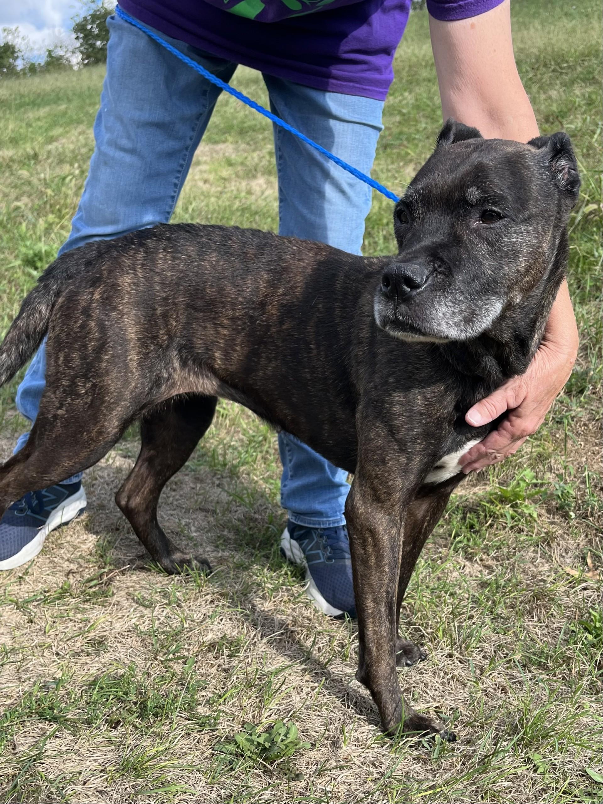 Enlarge Izzy, a Adoptable Pit Bull Terrier in Winchester, VA image 3/4