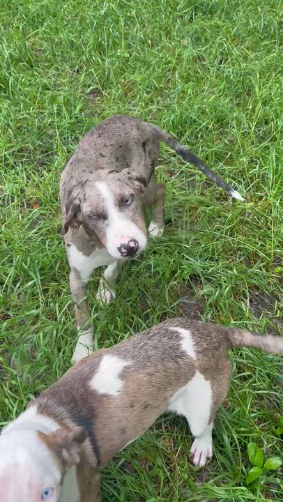 Enlarge Koda, a ADOPTABLE mixed breed in Alexandria, VA video 2/4
