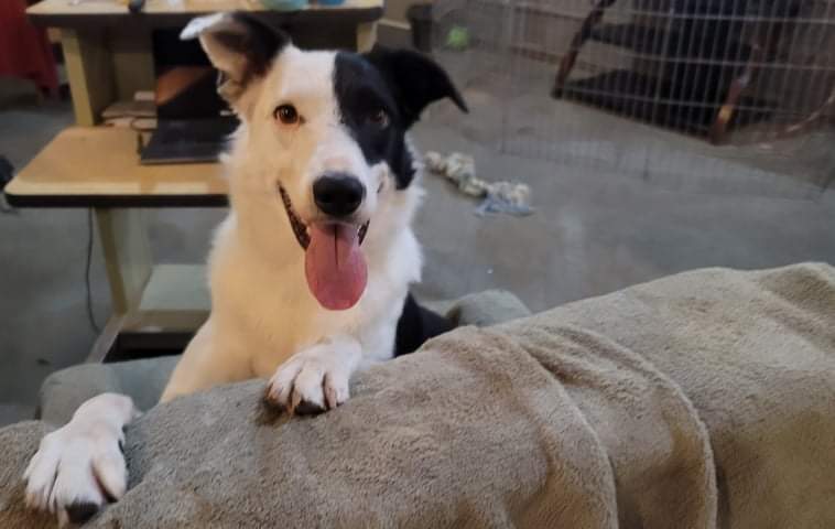 Willy, a Adoptable mixed breed in Lenexa, KS image 1/10