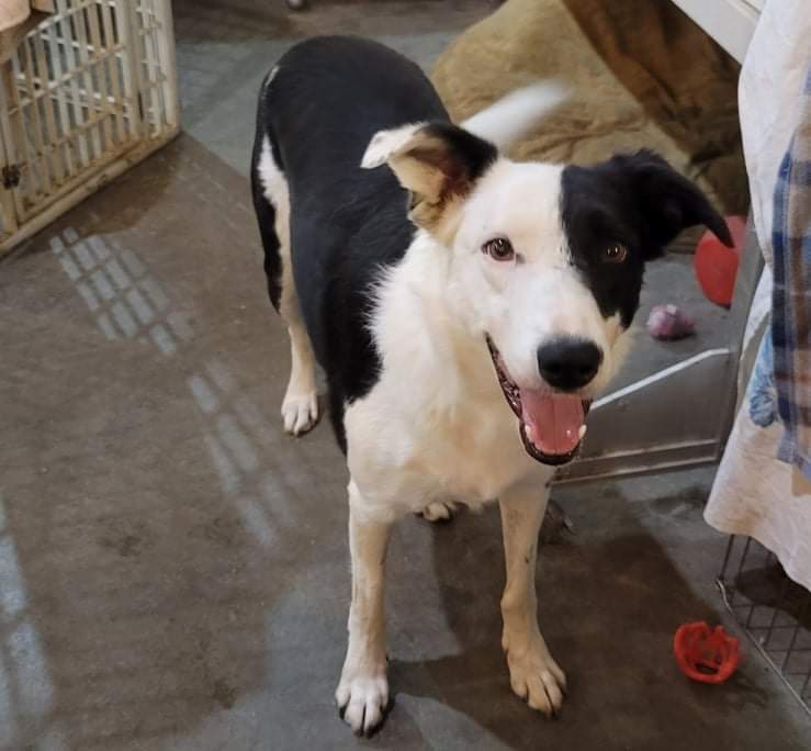 Willy, a Adoptable mixed breed in Lenexa, KS image 3/10