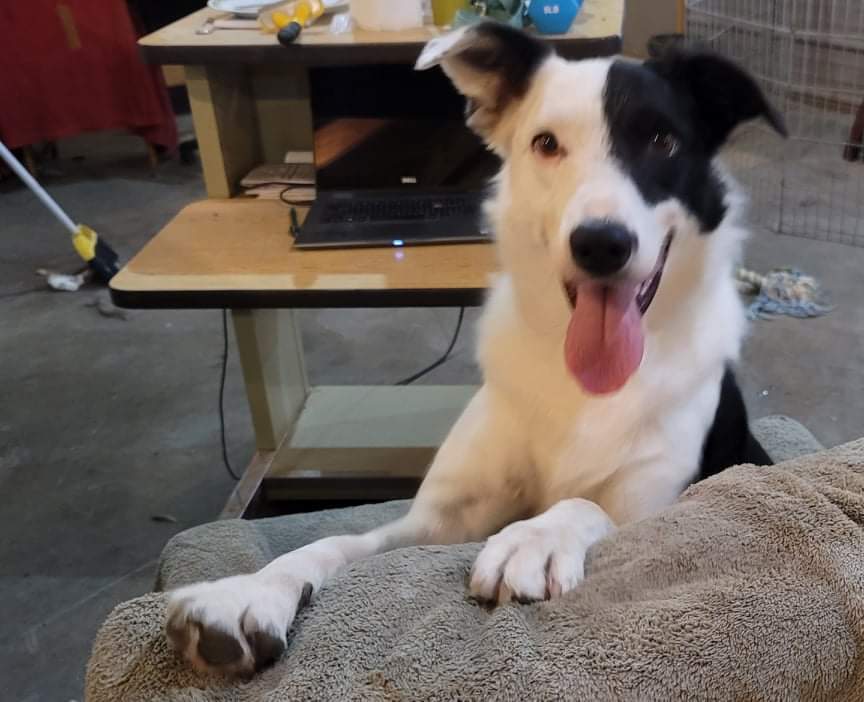 Willy, a Adoptable mixed breed in Lenexa, KS image 4/10