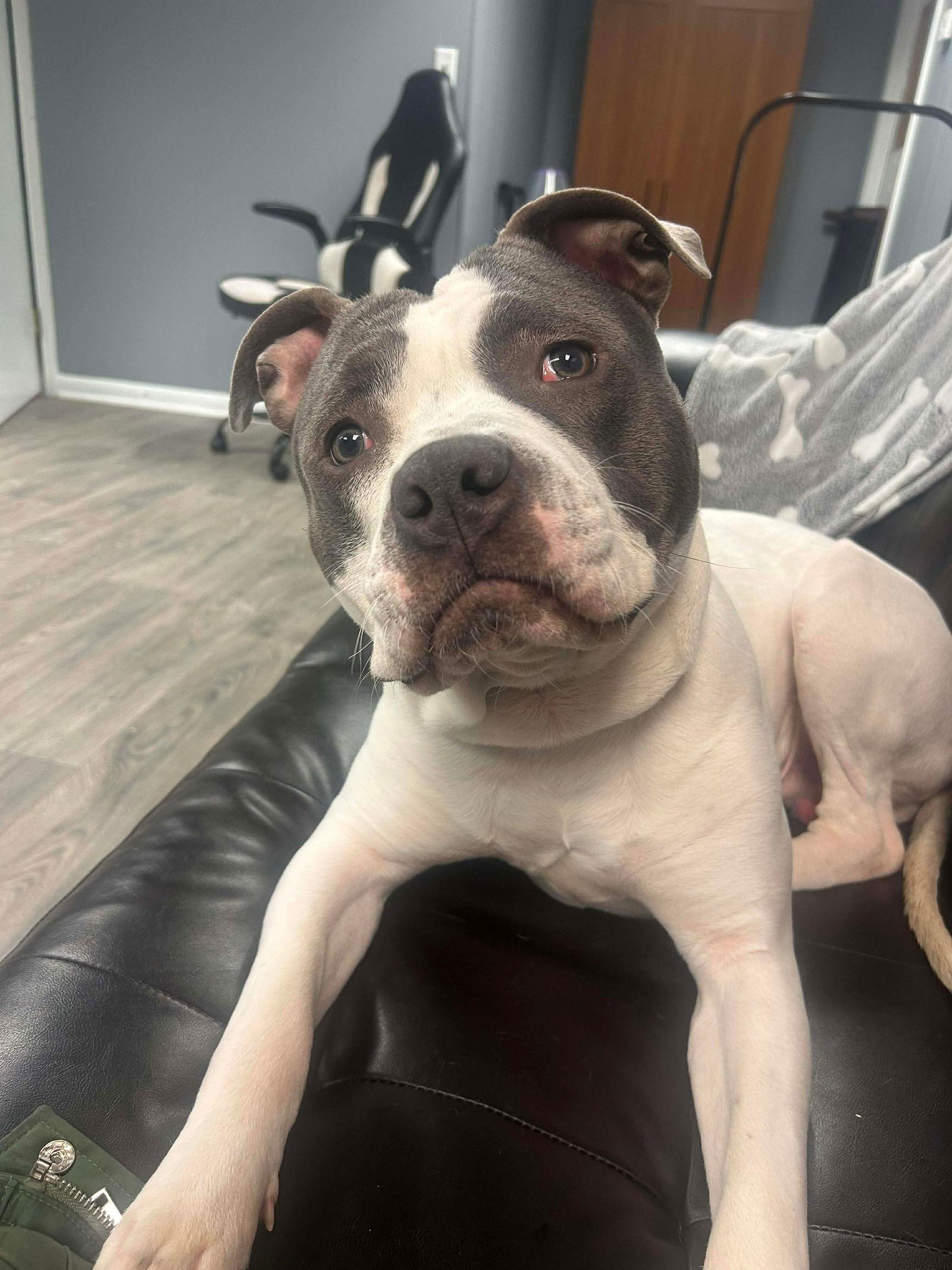 Enlarge Grover, a Adoptable Pit Bull Terrier in Duluth, MN image 1/3