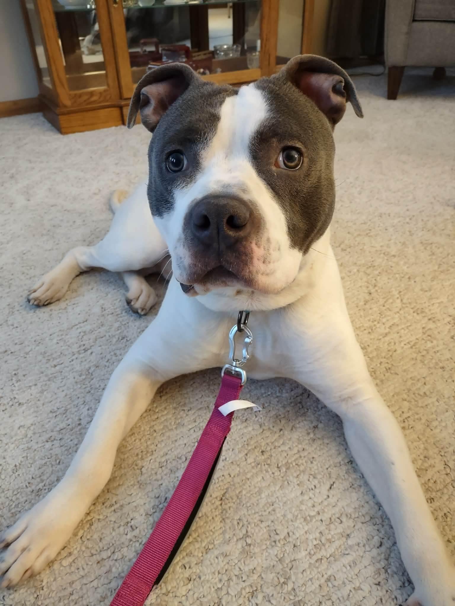 Enlarge Grover, a Adoptable Pit Bull Terrier in Duluth, MN image 2/3