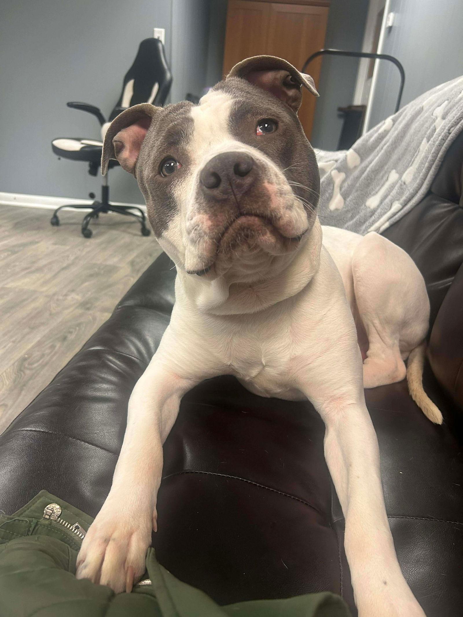 Enlarge Grover, a Adoptable Pit Bull Terrier in Duluth, MN image 3/3