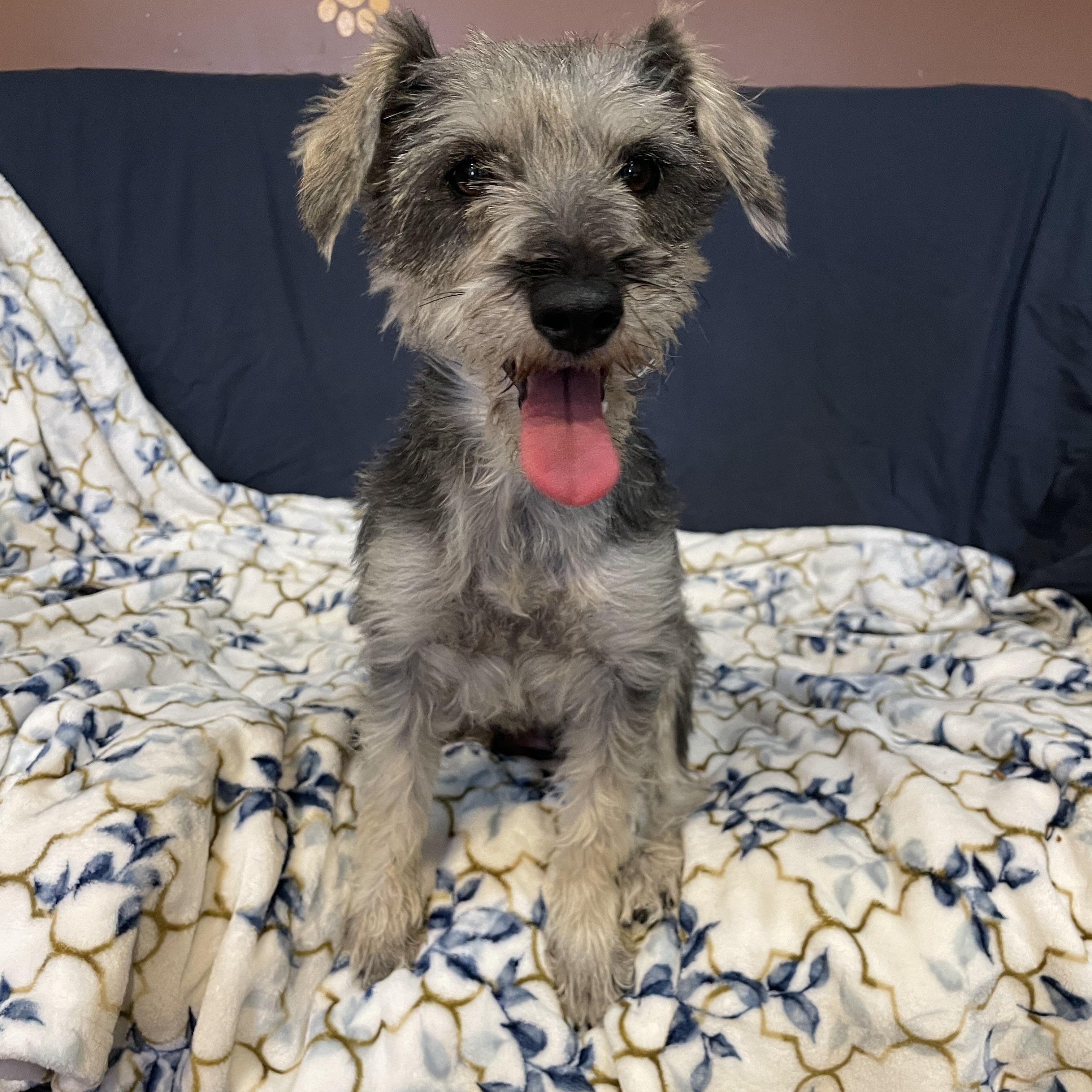 Suzi , adopted, Adult Female Schnoodle.