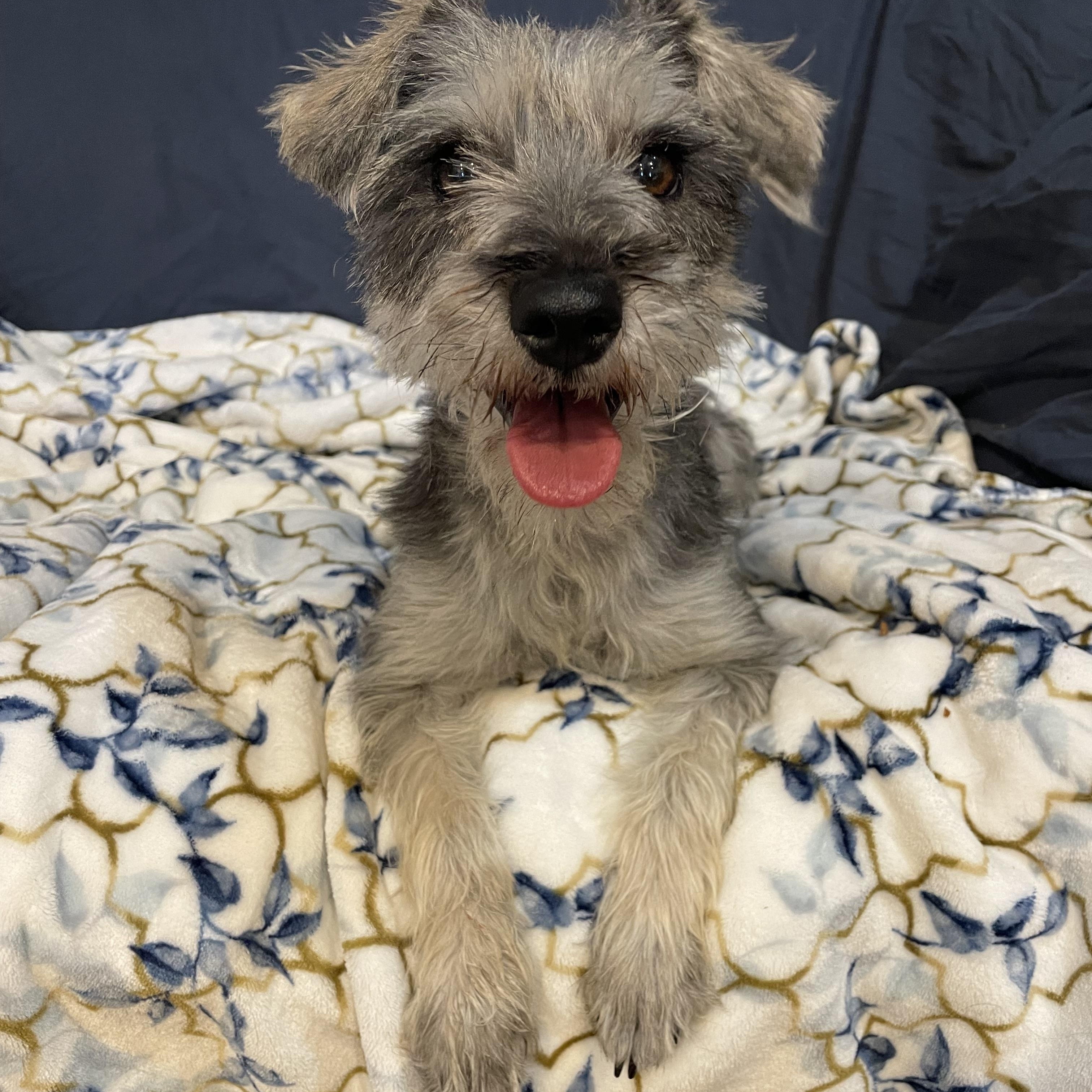Enlarge Suzi , an adopted Schnoodle in Phoenix, AZ image 3/3