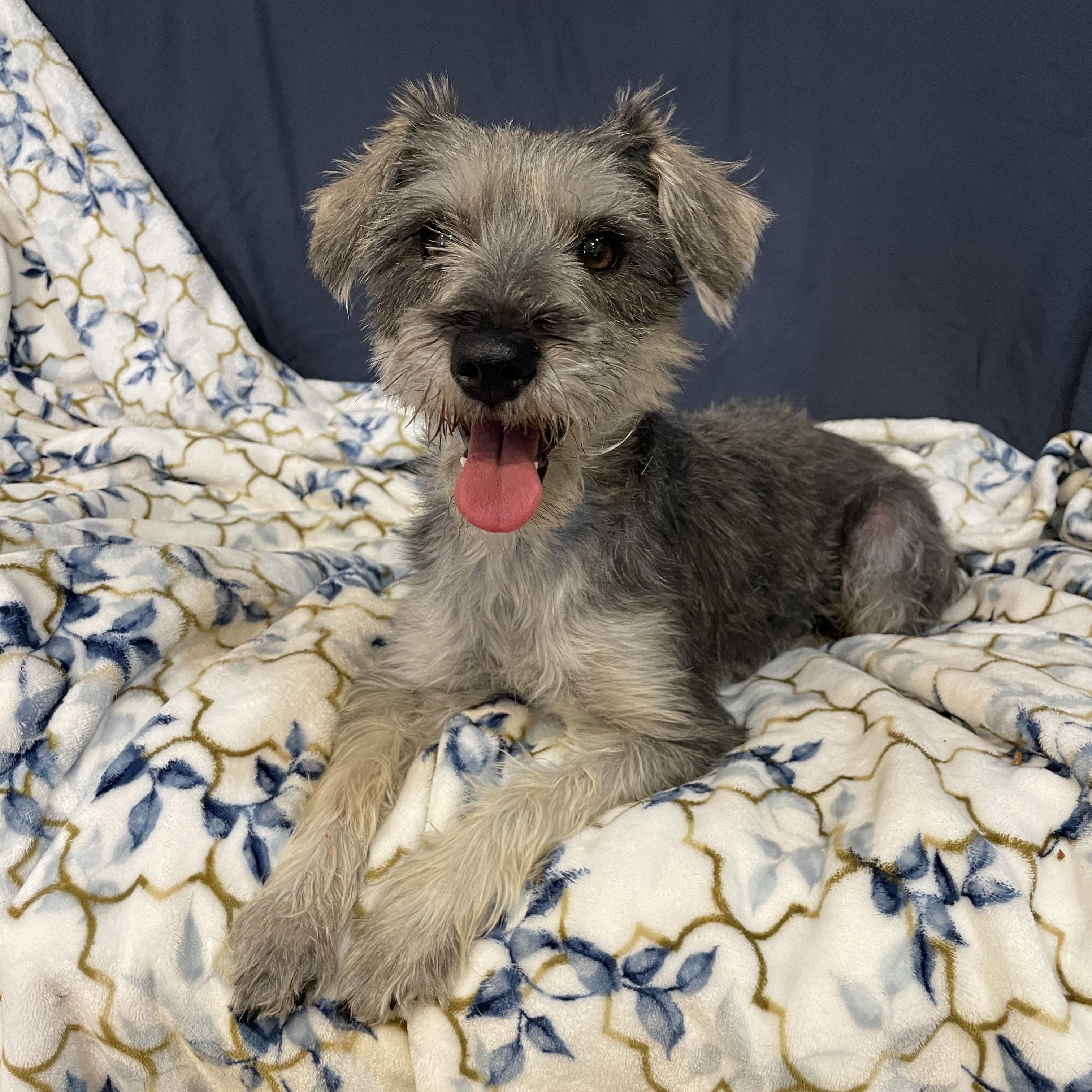 Enlarge Suzi , an adopted Schnoodle in Phoenix, AZ image 2/3