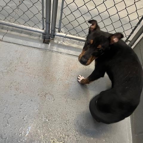 DRAKE, Young Male Shepherd