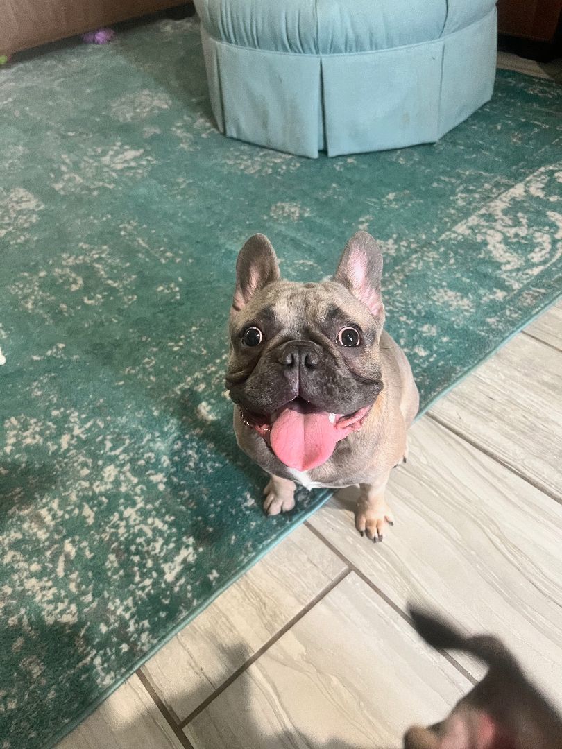 Enlarge Oakley, a Adopted French Bulldog in PALM BAY, FL image 1/1