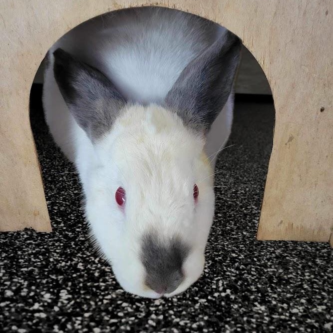 Martina, ADOPTABLE, Adult Female Californian.