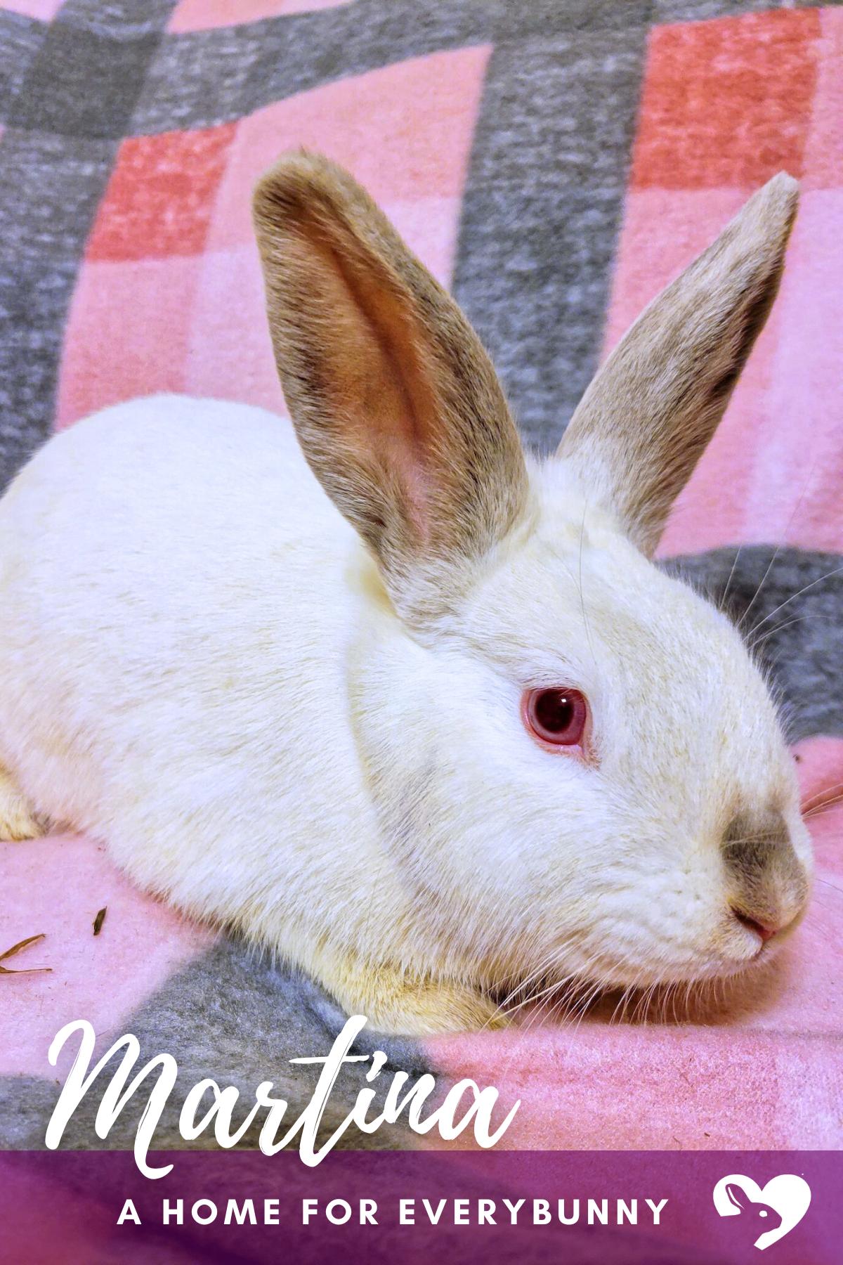 Enlarge Martina, a ADOPTABLE mixed breed in Ames, IA image 2/2