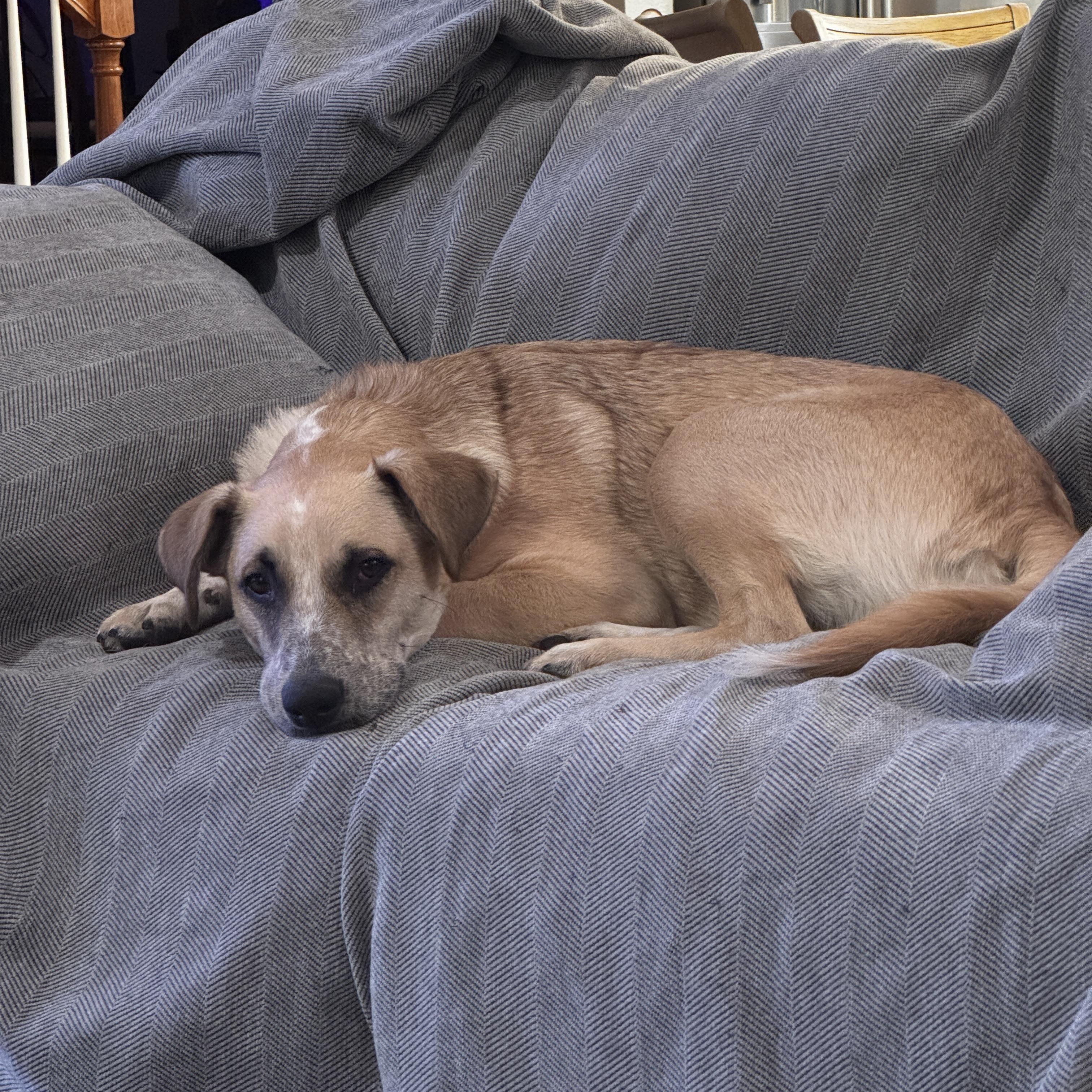 Enlarge Flash, a Adoptable mixed breed in Commerce City, CO image 3/6