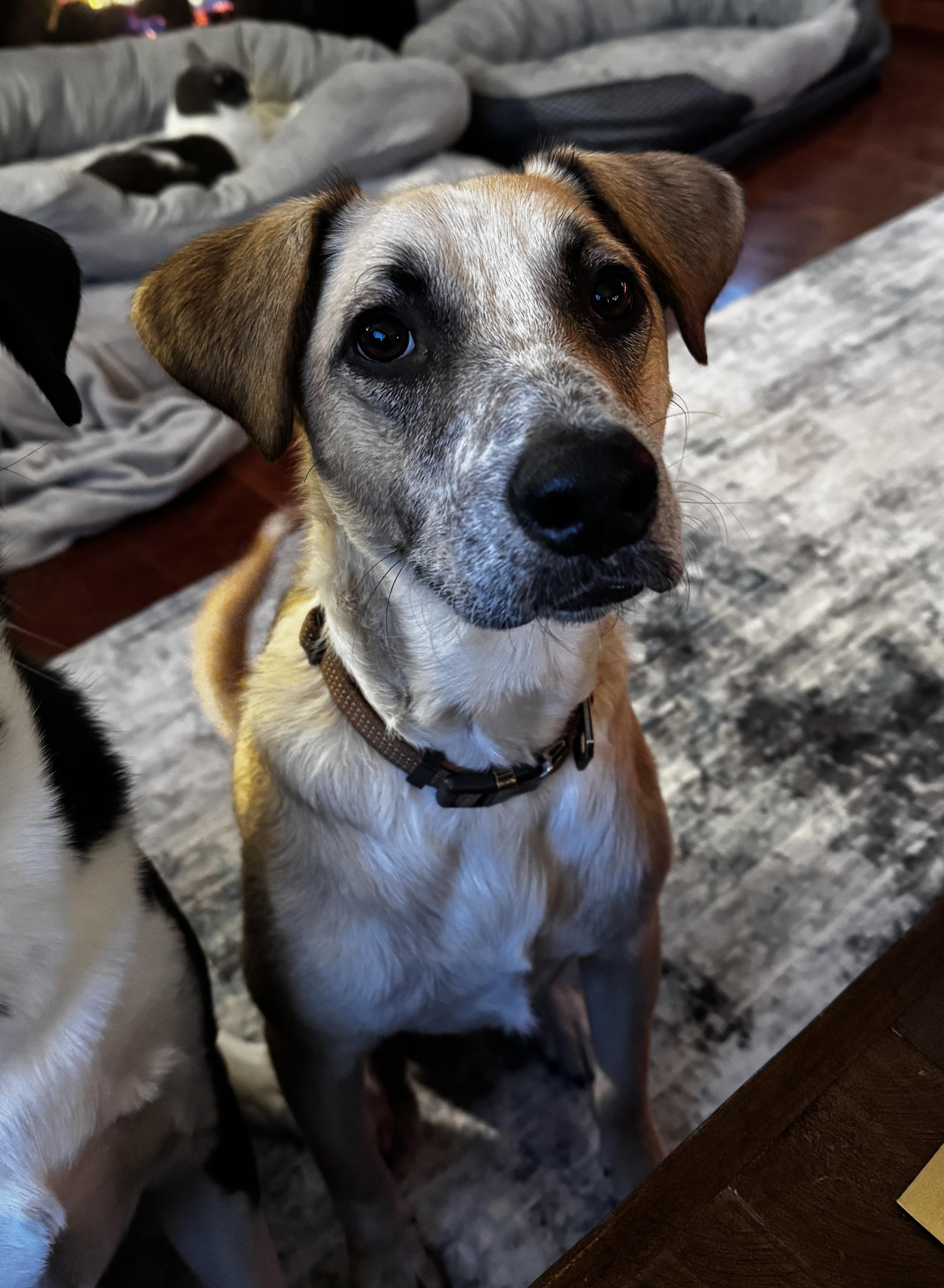 Enlarge Flash, a Adoptable mixed breed in Commerce City, CO image 6/6