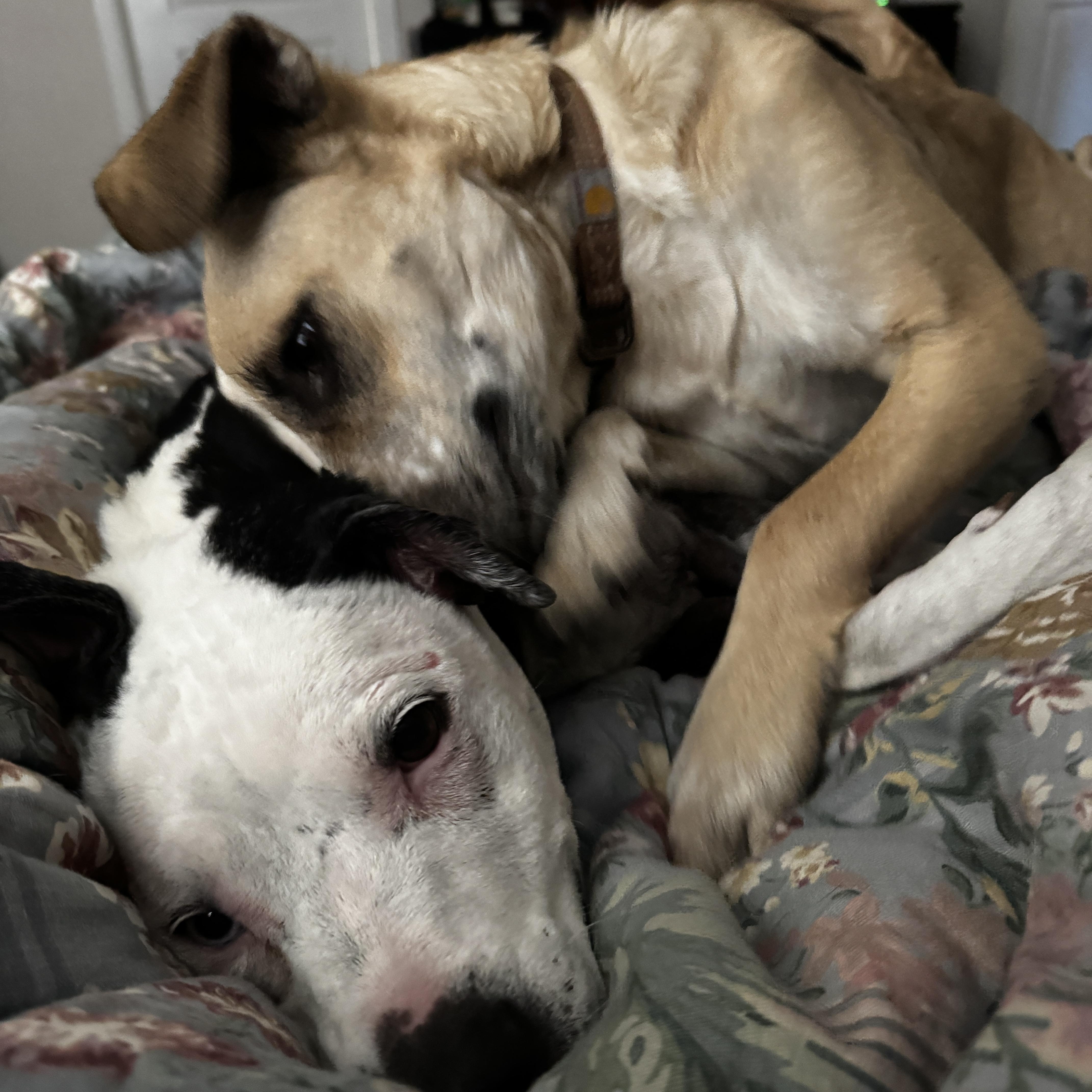 Enlarge Flash, a Adoptable mixed breed in Commerce City, CO image 4/6