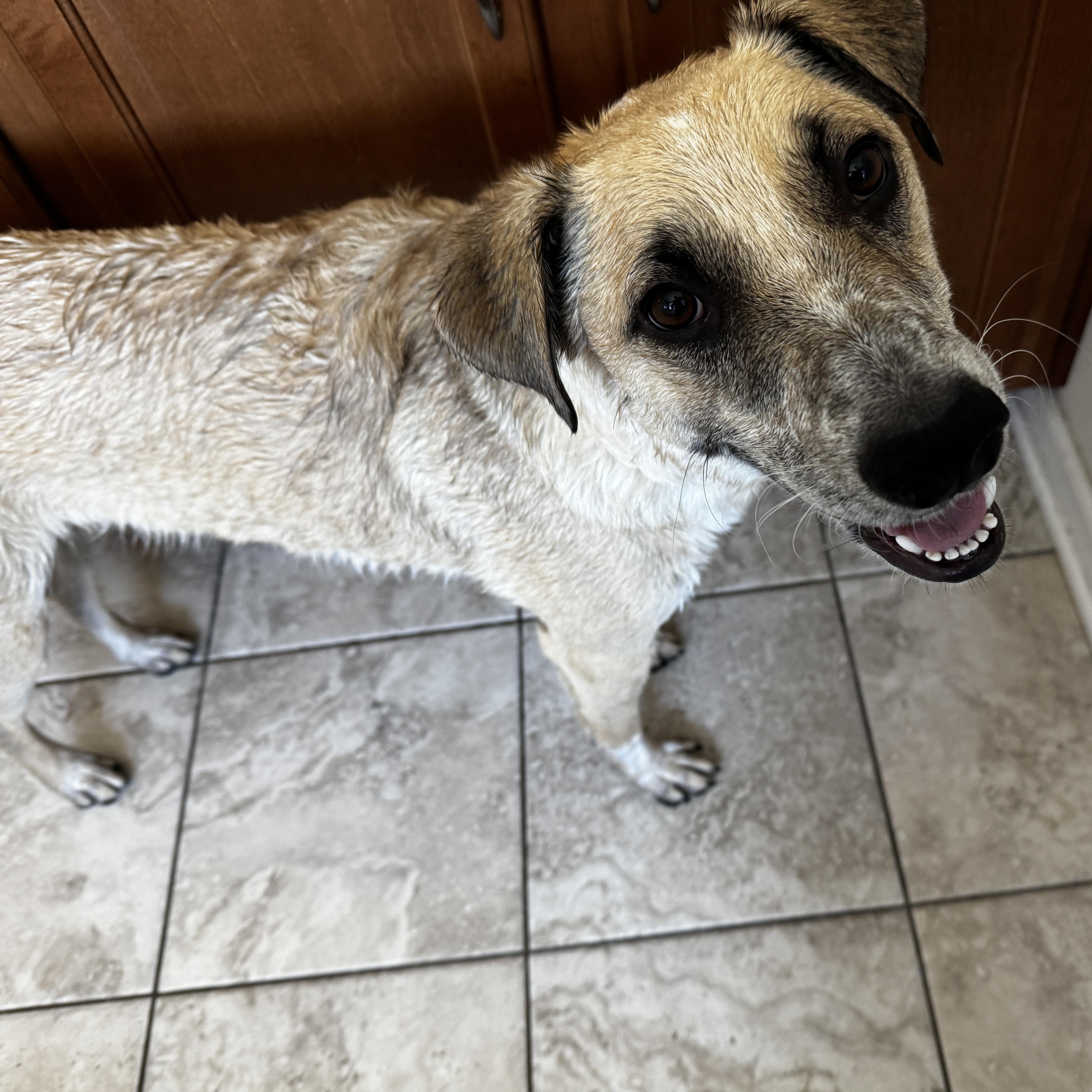 Enlarge Flash, a Adoptable mixed breed in Commerce City, CO image 5/6