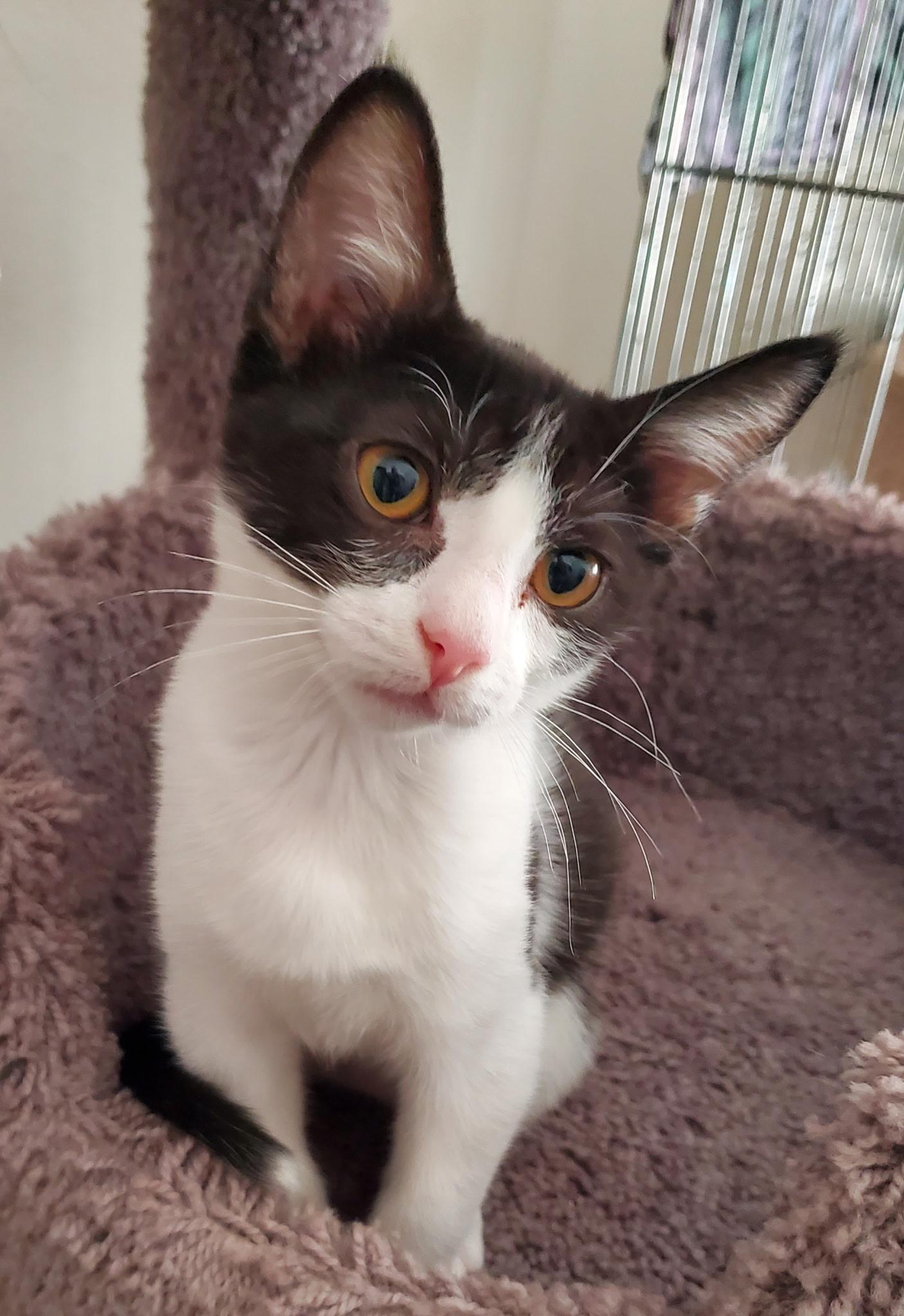 Shortcake, Adoptable, Kitten Female Domestic Short Hair.