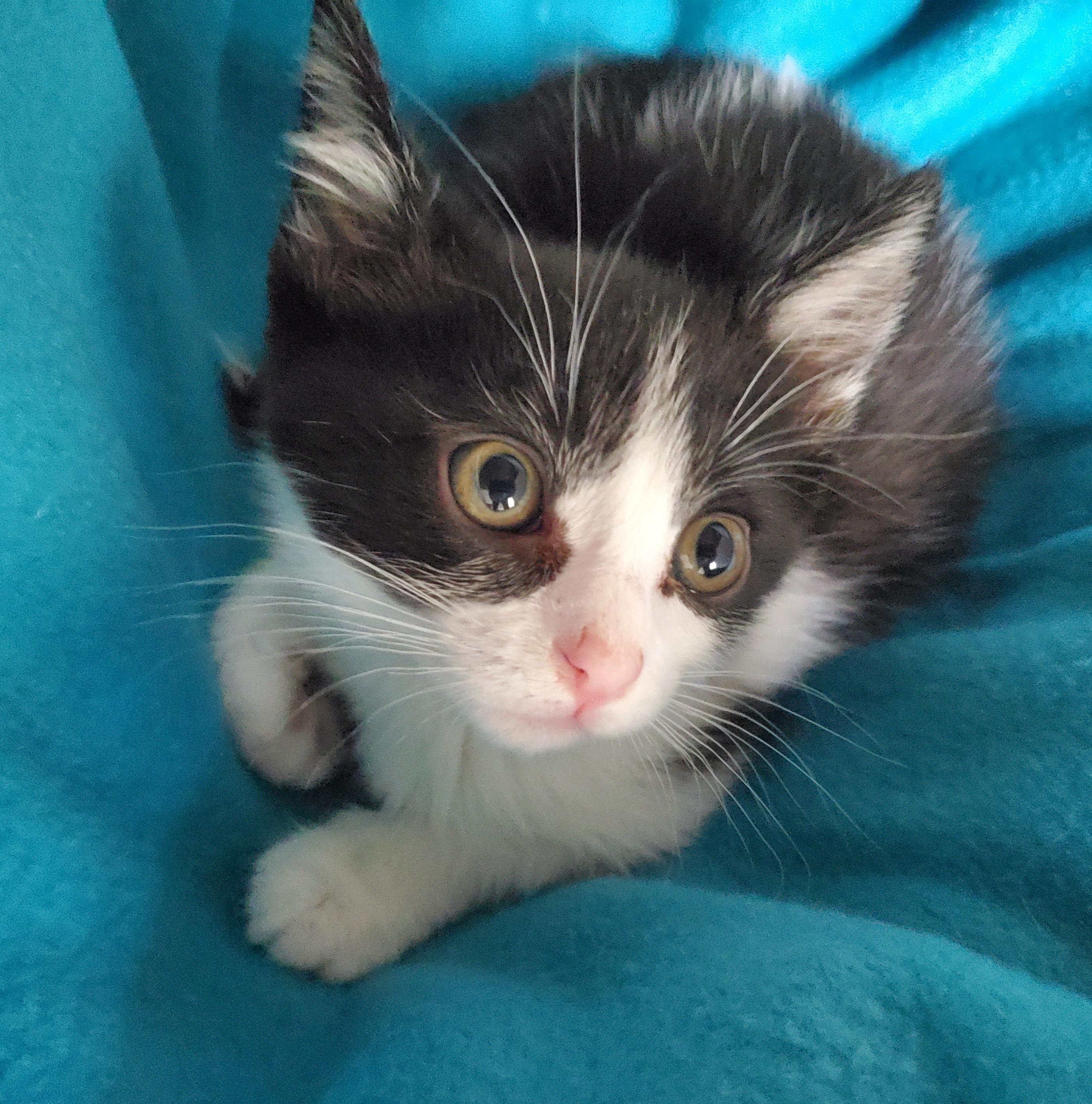Enlarge Shortcake, a Adoptable Domestic Short Hair in Carlsbad, CA image 2/3