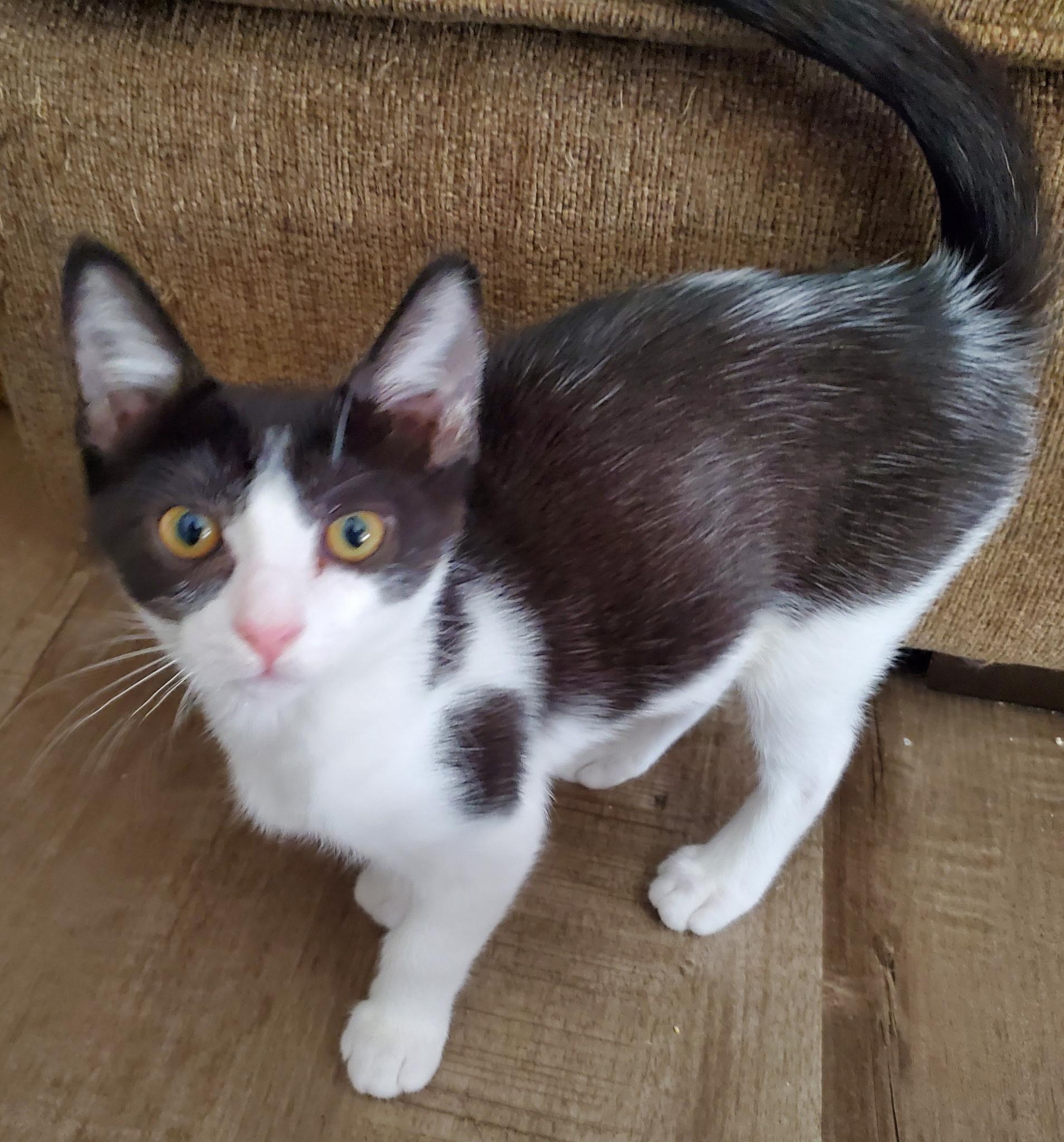 Enlarge Shortcake, a Adoptable Domestic Short Hair in Carlsbad, CA image 3/3
