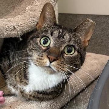 Charlotte, a Adoptable Domestic Short Hair in Middletown, RI image 1/3