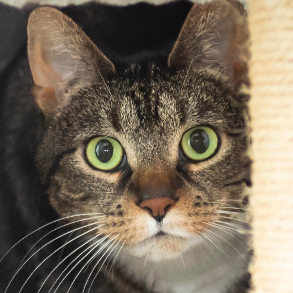 Charlotte, a Adoptable Domestic Short Hair in Middletown, RI image 2/3