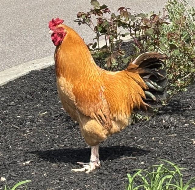 SQUASH, Adoptable, Young Male Chicken.