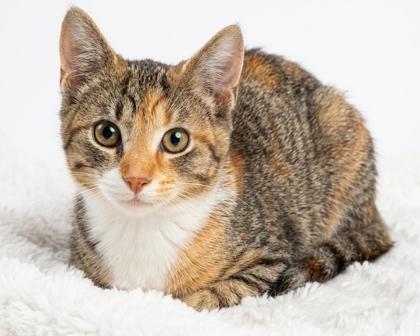 Rue, ADOPTABLE, Young Female Domestic Short Hair & American Shorthair.