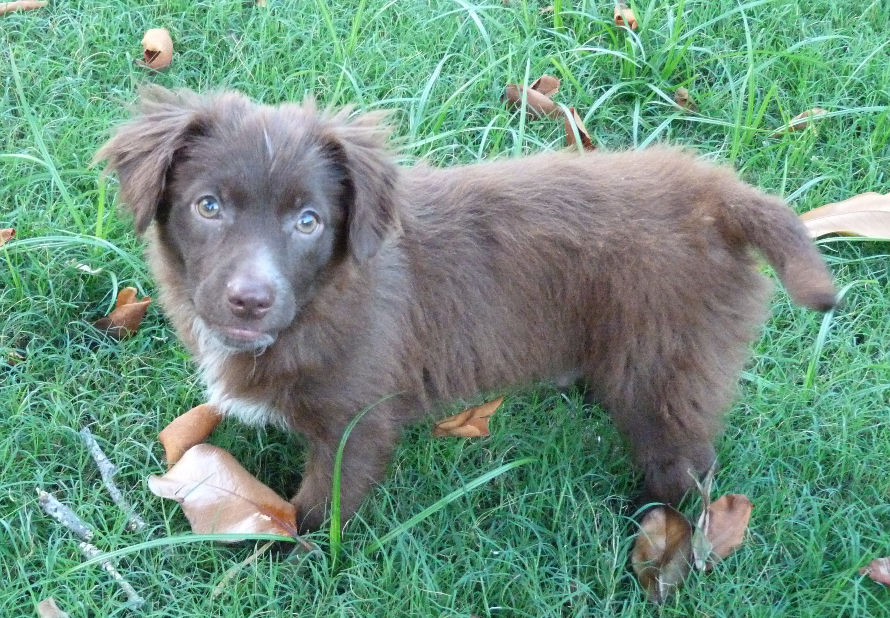 Beau, Adopted, Puppy Male Chihuahua & Terrier.