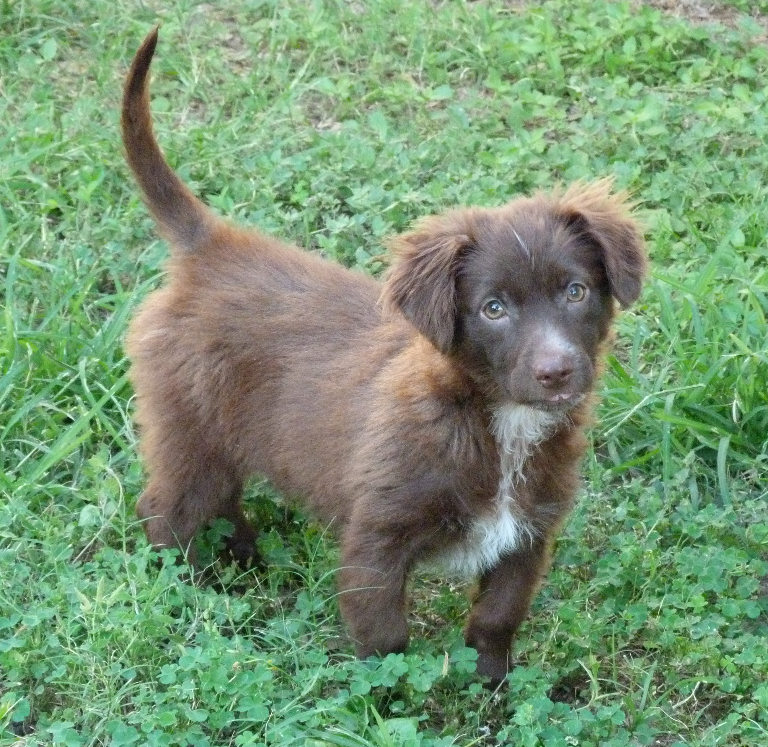 Beau, a Adopted mixed breed in Austin, TX image 3/6