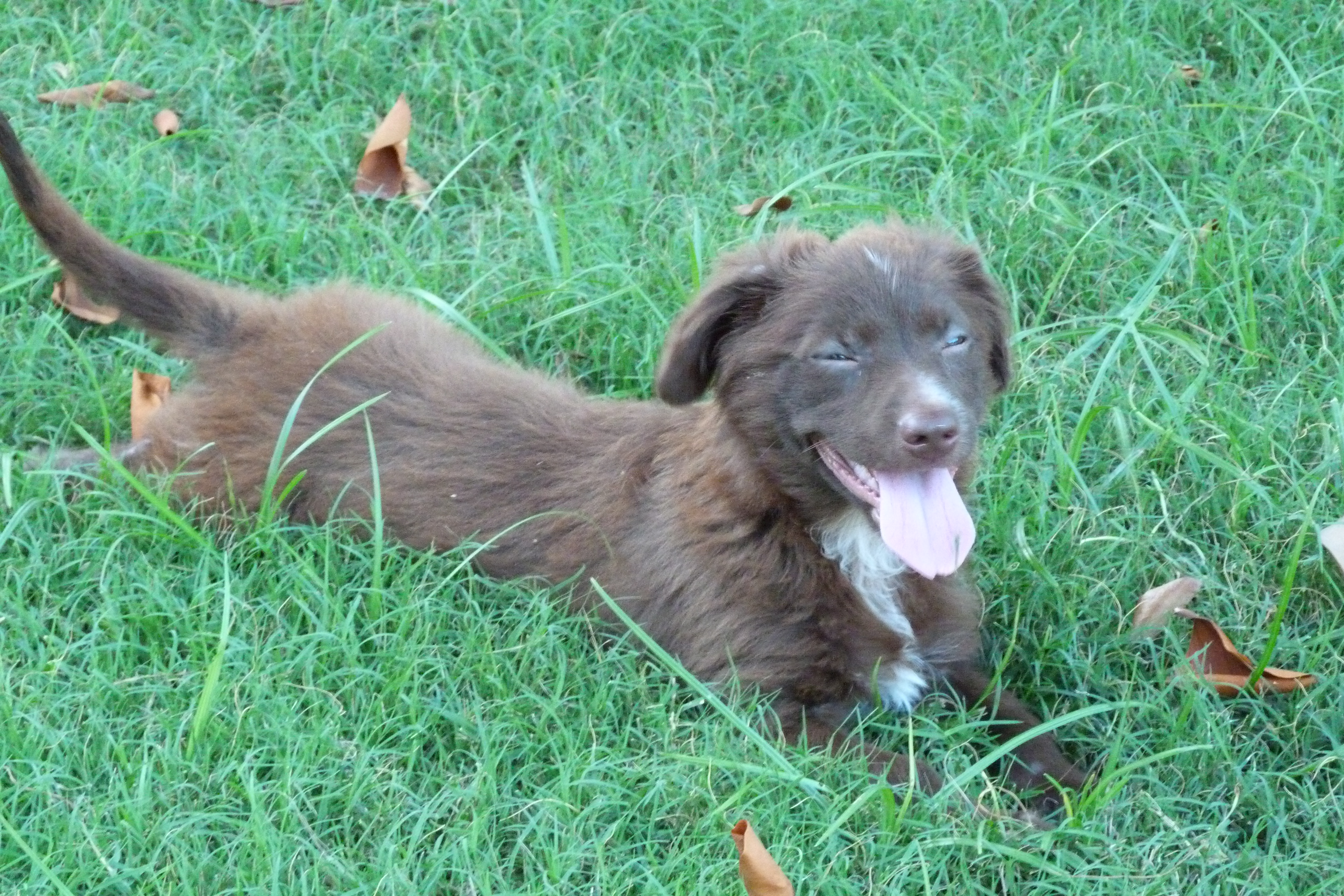 Beau, a Adopted mixed breed in Austin, TX image 5/6