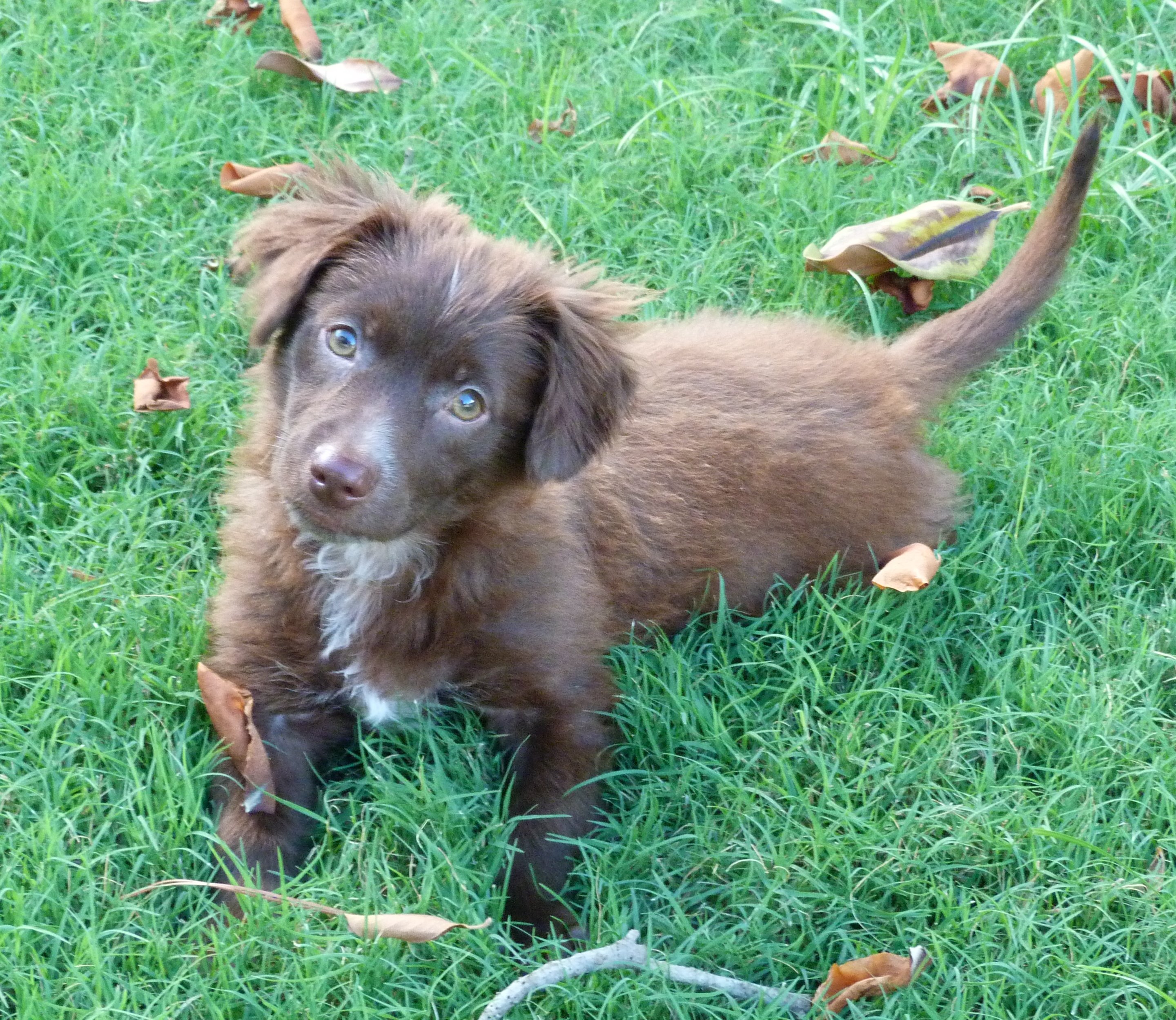 Beau, a Adopted mixed breed in Austin, TX image 6/6