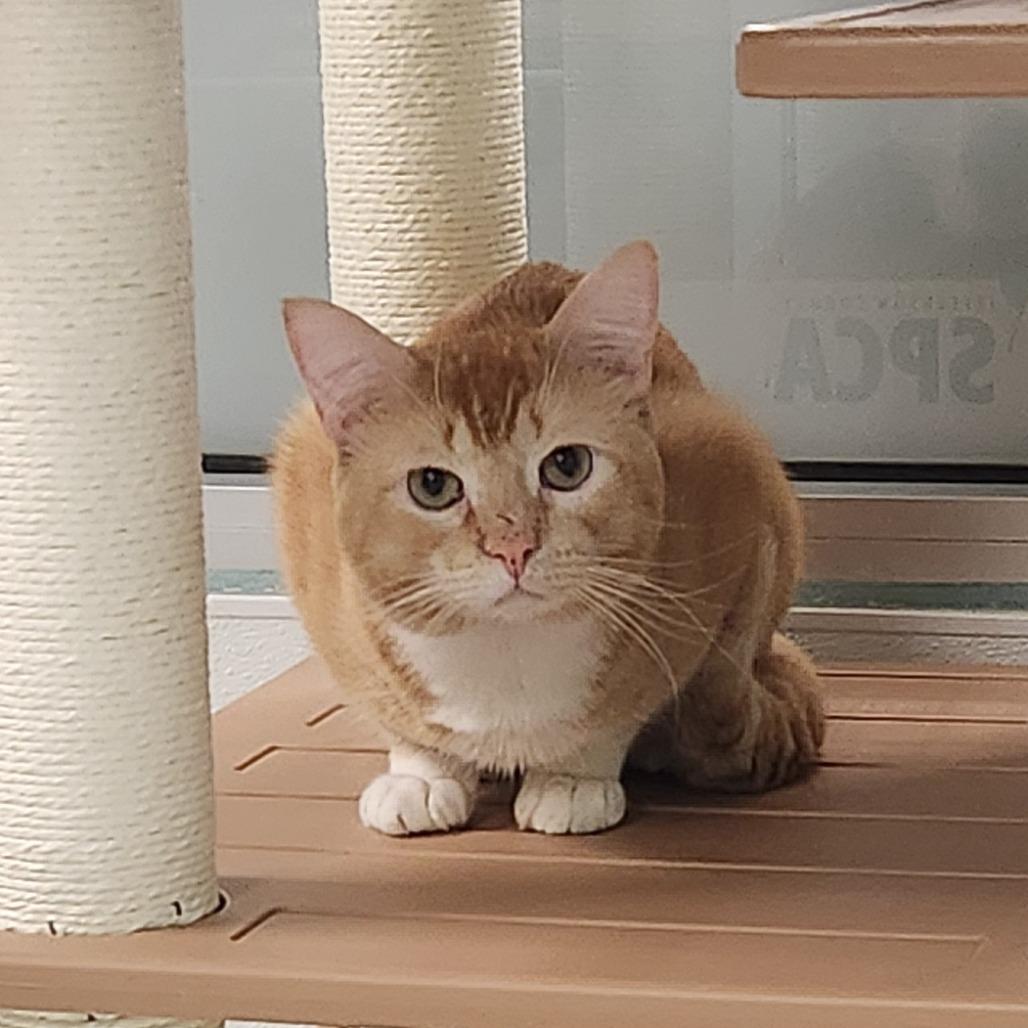 Enlarge Cheez- It, a Adoptable Domestic Short Hair in Watertown, NY image 2/2